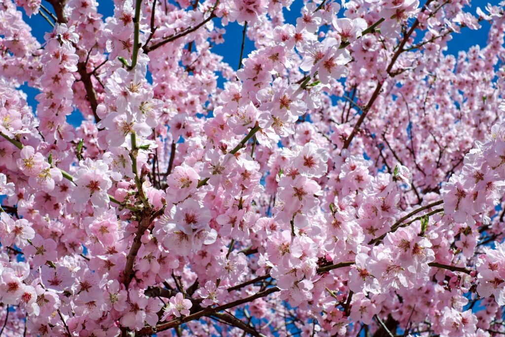 Imagine you as a Couple standing in blooming cherry blossom orchard with view of snow-capped Hunza Valley mountains