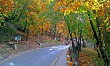 Muree