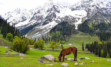 3 Days Neelum Valley Honeymoon Tour Package