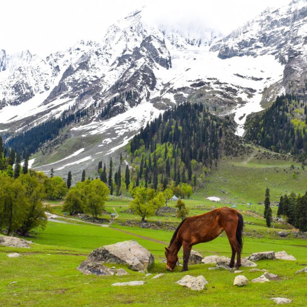 pakistan tour for couple